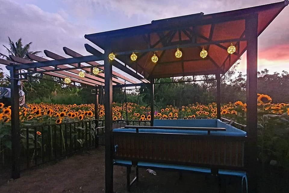 Sunflower Farmville Tagaytay Couple Things PH